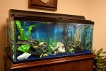 Fish Tanks or Fish Aquarium Installations and Maintenance for Sarasota and Bradenton, Florida